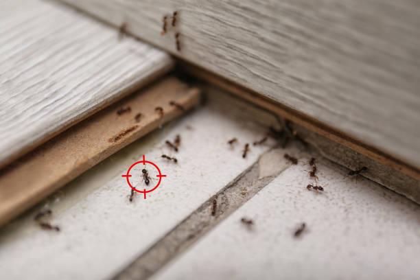 Best Emergency Pest Control  in Arcola, IL