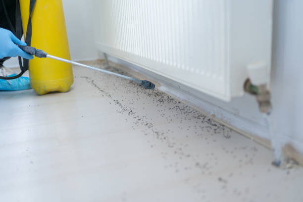 Insect Control in Arcola, IL